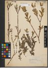 Foto von Salix purpurea L. x Salix repens L.
